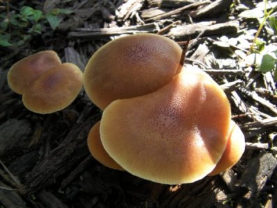 Florida Mushroom Identification Chart