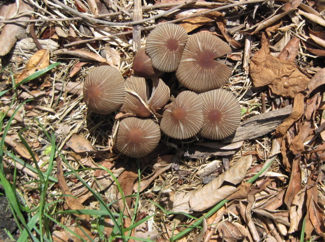 Florida Mushroom Identification Chart