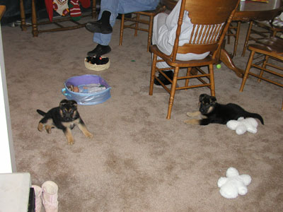 The puppies frist day in the house...