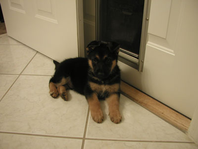 Furball guarding the new doggie door..