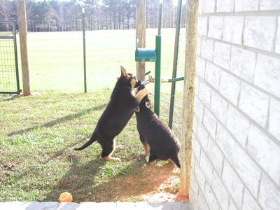 Puppies discover the LICK IT