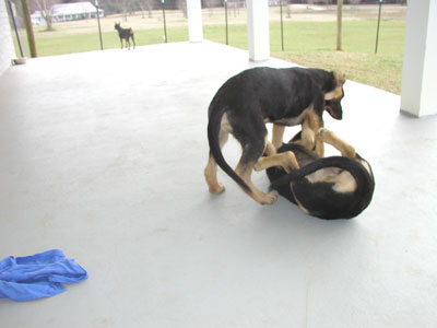 Puppies ... at play