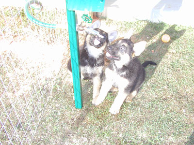 Puppies discover the LICK IT