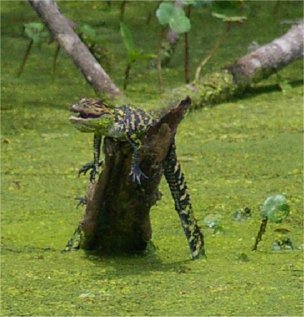 Babies, birds & alligators and others
