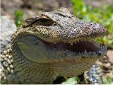 Alligators, Alligators & more Alligators