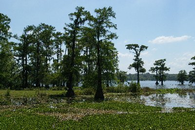 Scenery photographs of Louisiana