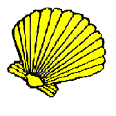 shells