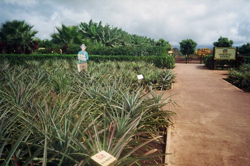 Dole pineapple