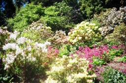 Azaleas