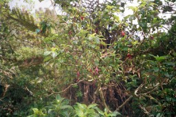 Fuchsia flowers