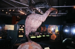 Moa