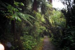 tree fern