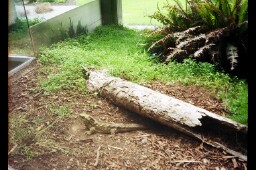 Tuatara