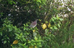 pigeon
