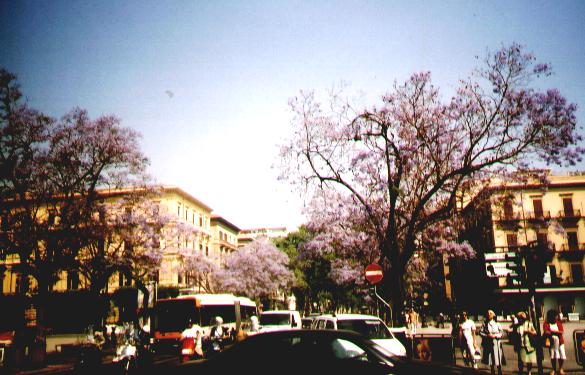 Napoli, jaccaranda trees