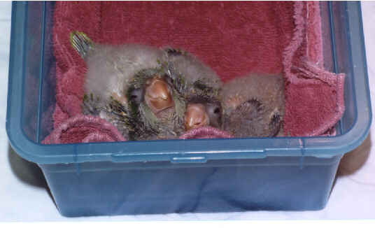 Chauncy Sue & Chico snoozing in their nest box