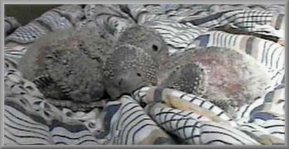 July 2, Chicks #3 and 4