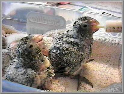 July 4, chicks #1 and #2