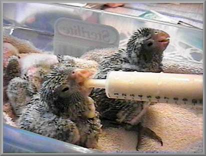 July 4th, chicks #1 and 2