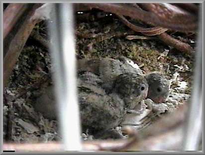 Chicks #3 and #4 in their parents' nest
