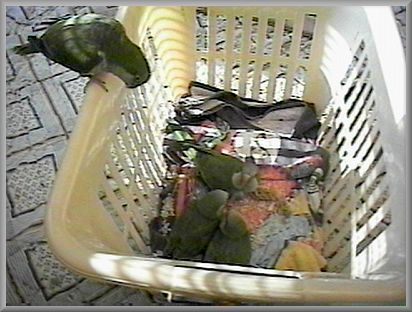 Chicks #3 & 4 with their parents