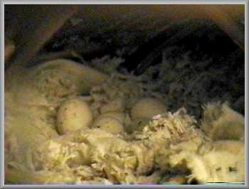 Eggs
