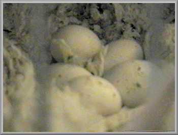 5 perfect little eggs