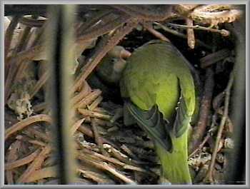 Courtship feeding