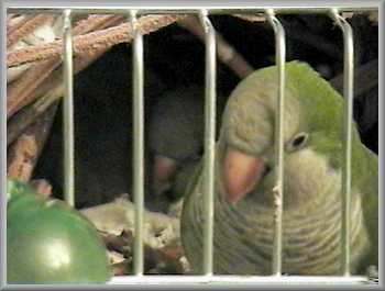 Guarding the nest