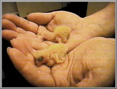 June 16, chicks 1 and 2