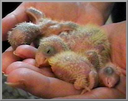 June 23, close-up of chicks 3, 1 and 4