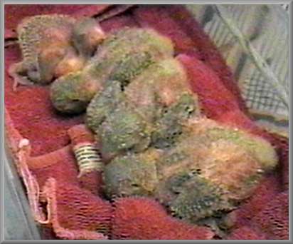 June 29, entire clutch 