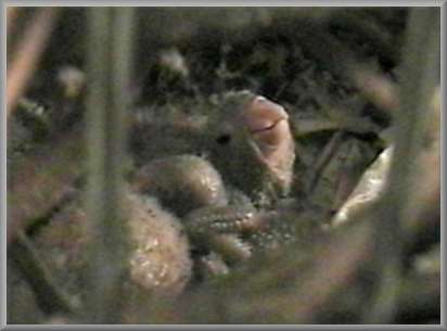 June 29, chicks in nest