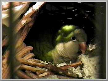Chauncy Sue incubating