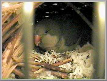 Chauncy Sue incubating