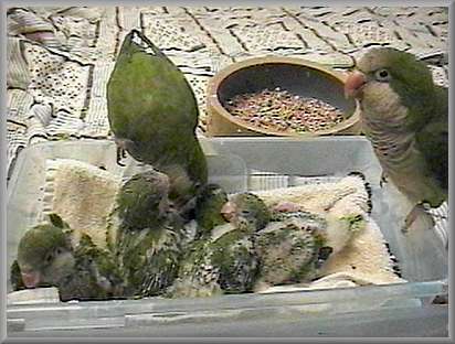 All four chicks - Together again