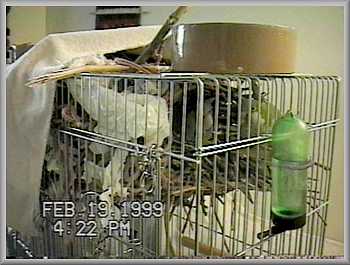 Beaker & Chauncy Sue's nest, as of 2/19/99