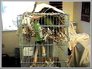 Nest entry hole