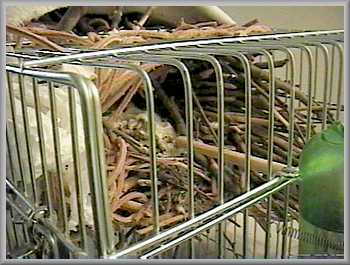 Nest entry hole