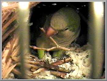 nest building