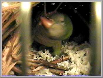 nest building
