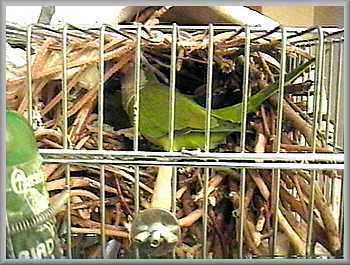 weaving