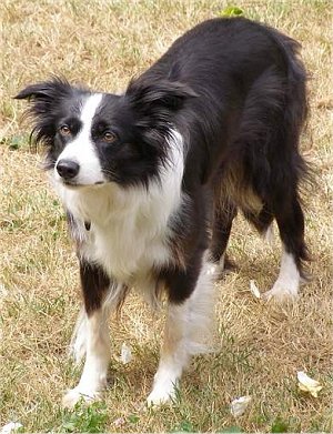 collie pictures