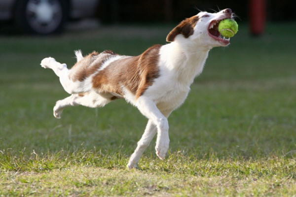 Border Collie catching ball