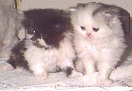 Typical Kittens