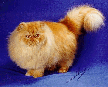 Red Persian