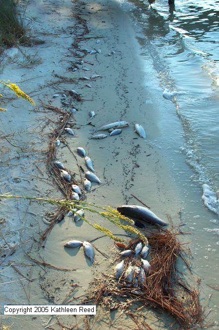Many dead fish along the shore, with foam and Fall Flowers, looking west