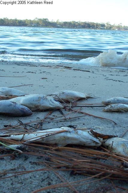 Dead fish, up close, foaming bayou behind them, and peaceful-looking homes on far shore, seen in the distance