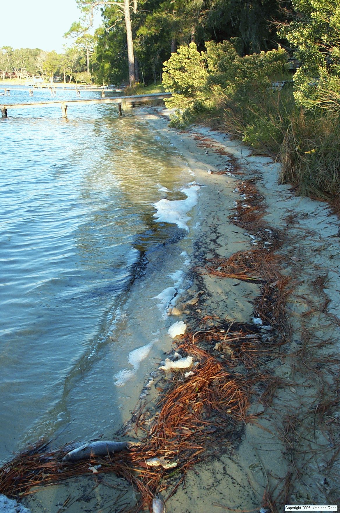 Many dead fish along foaming bayou shore, looking east